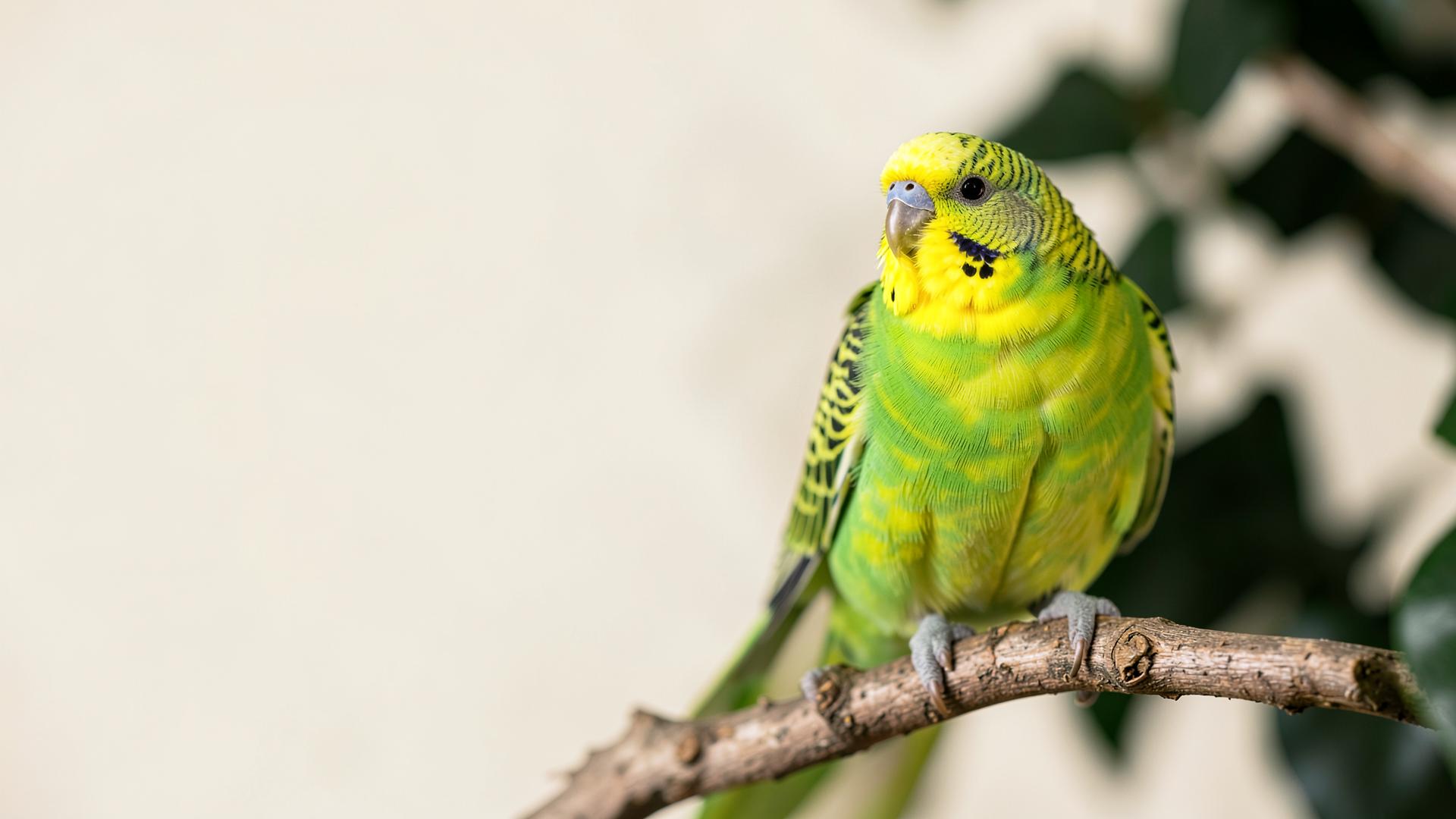 Green budgerigar perched on a branch
